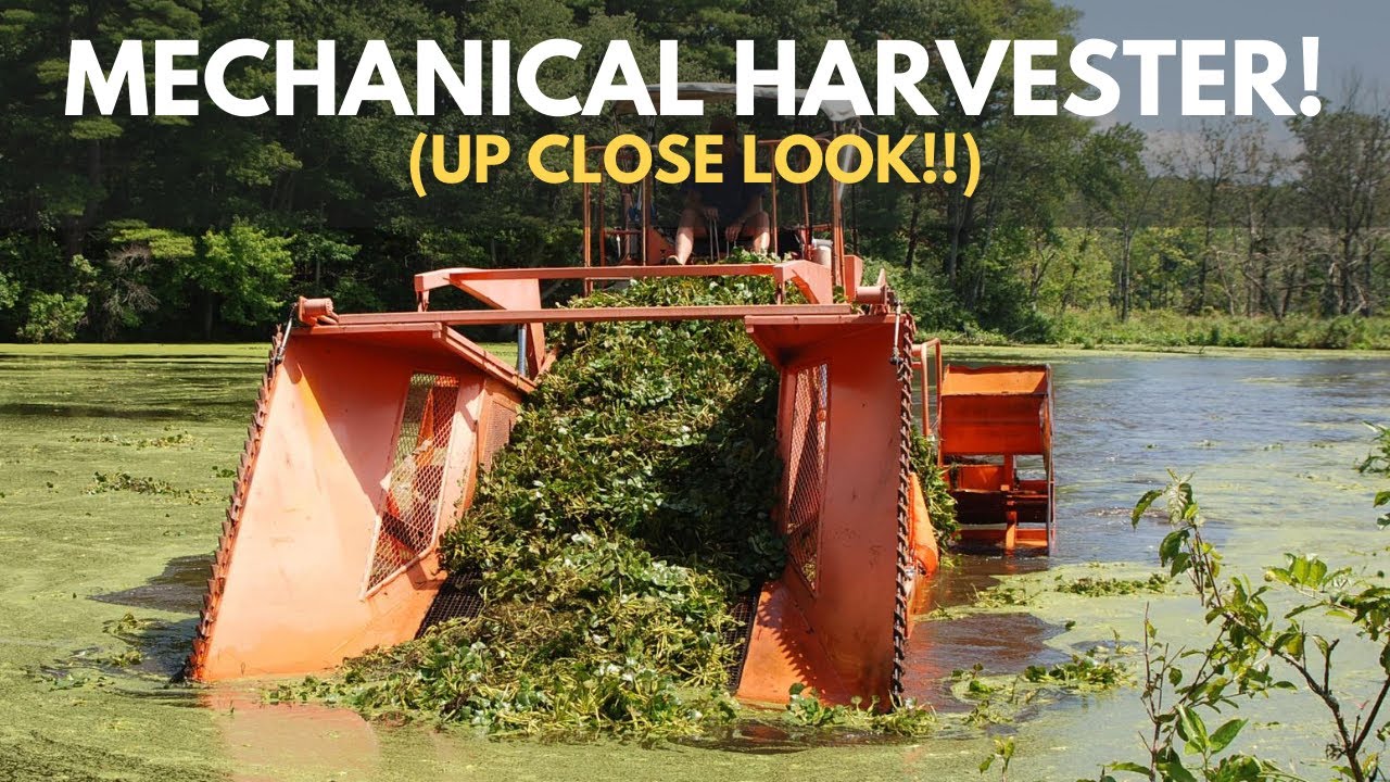 Mechanical Harvesting UP CLOSE! Lake Weed Removal In Pond YouTube