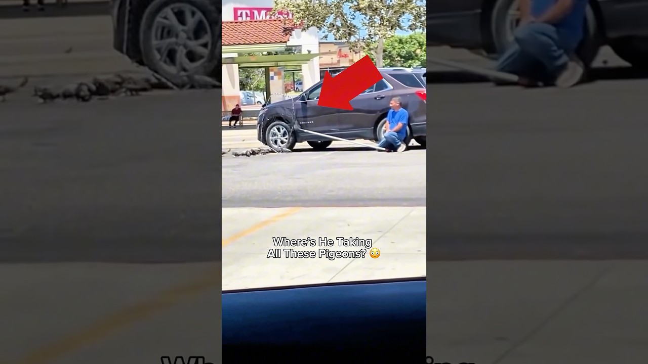 Он покормил голубей… А потом сделал ЭТО 😳🐦🪤