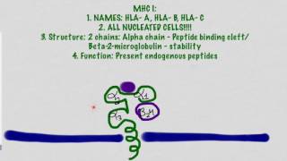 MHC Molecules And Antigen Presentation