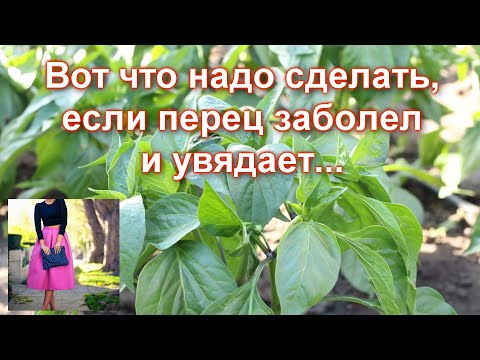 Video: Аммиак селитрасынын молярдык массасын кантип табасыз?