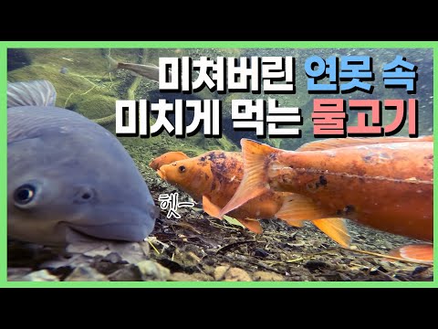 제가 연못에 돼지를 키우고 있었습니다..