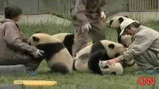 Rescued Panda During China Earthquake