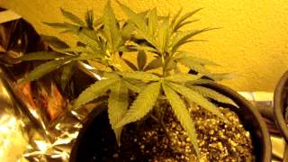 Marijuana Grow 100% Organic-Topped-Lavender, Jesus OG, Purple Alien OG, Grape Ape, Cherry Pie..etc