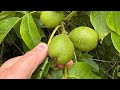 It’s Green Walnut Season in the UK