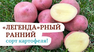 Легендарный ранний сорт картофеля !