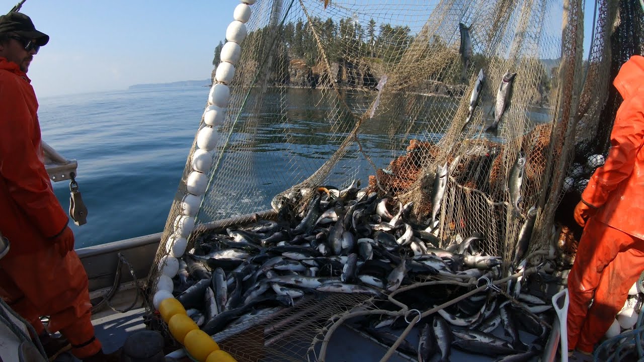 Salmon Seining - A Couple Nice Sets!