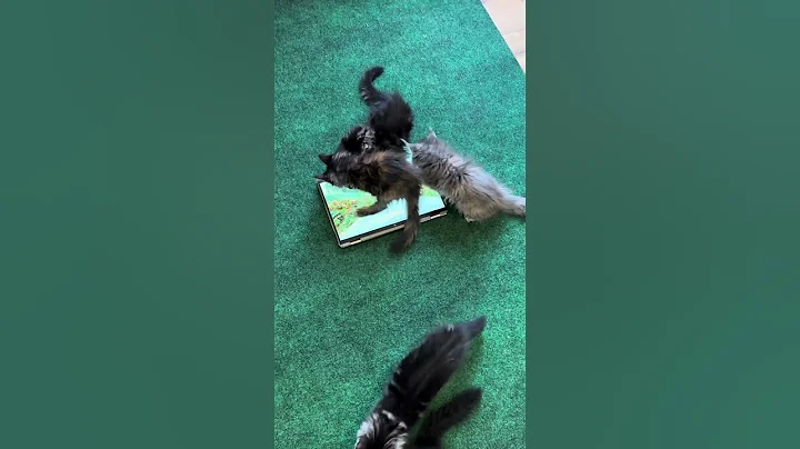 Video 11823921: mainecoon cat kitten, litter