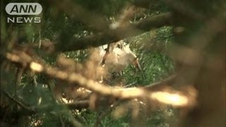 元気に飛び立つ姿・・・トキのひな2羽目の巣立ち(12/05/27)