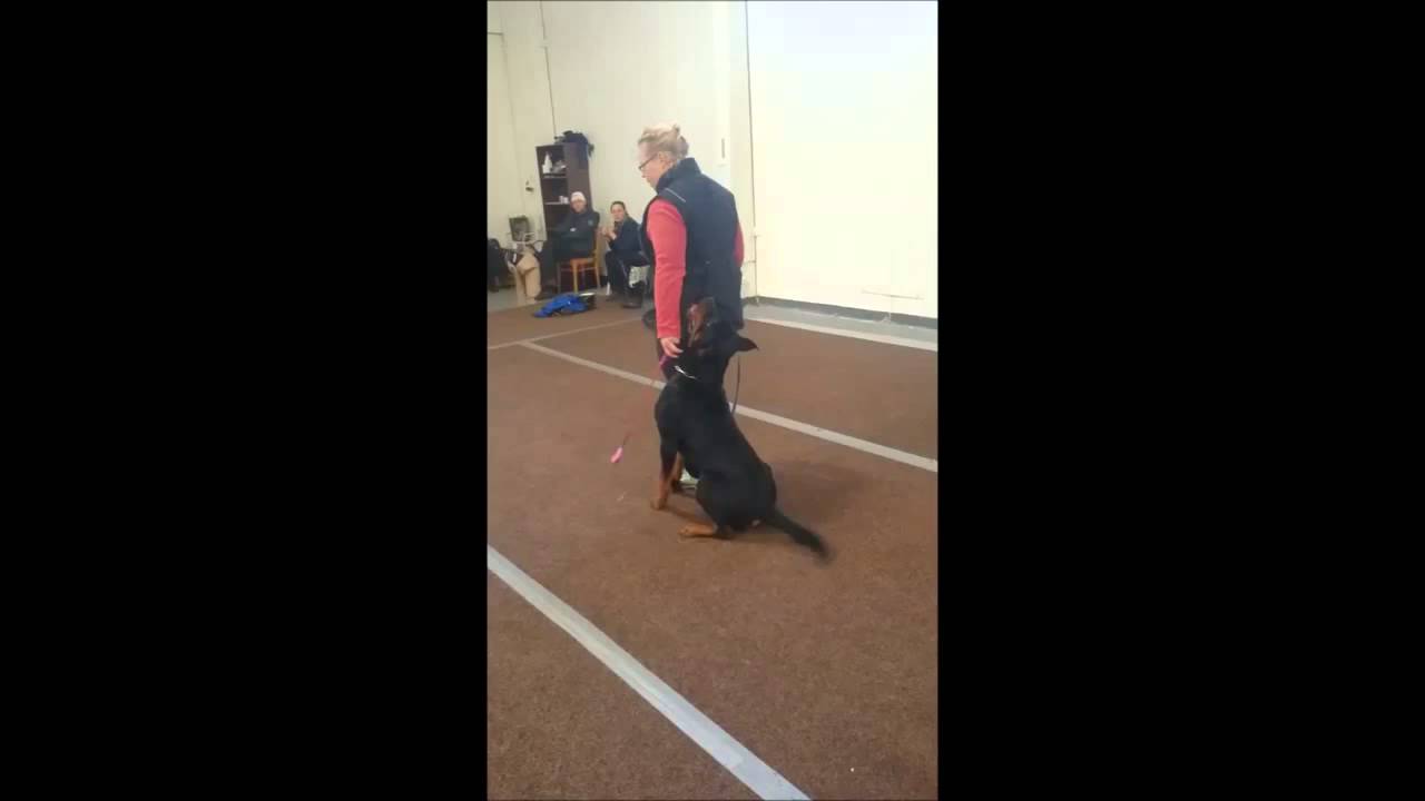 Giant vom Tanneneck heeling 27.11.15