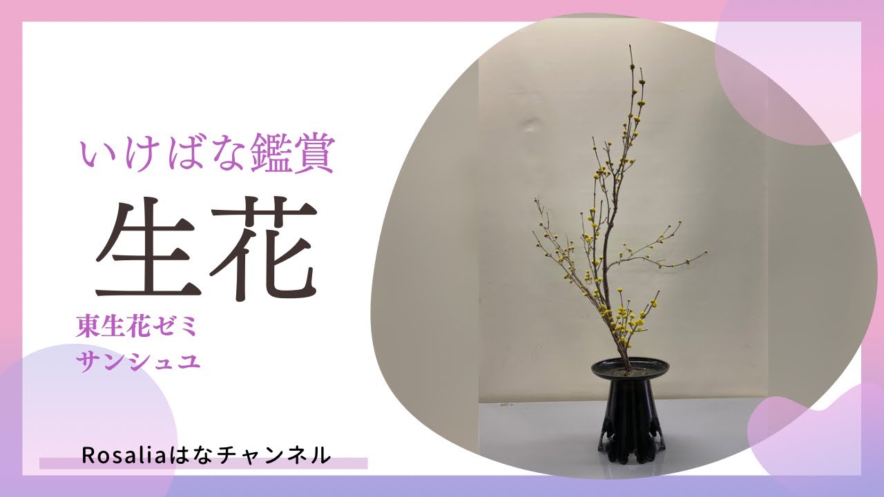 ヨ*ヨ様 華台　生け花　池坊　唐木 いけばな鑑賞/東生花ゼミ『生花別伝 サンシュユ』【いけばな池坊
