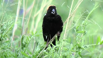 Bobolink