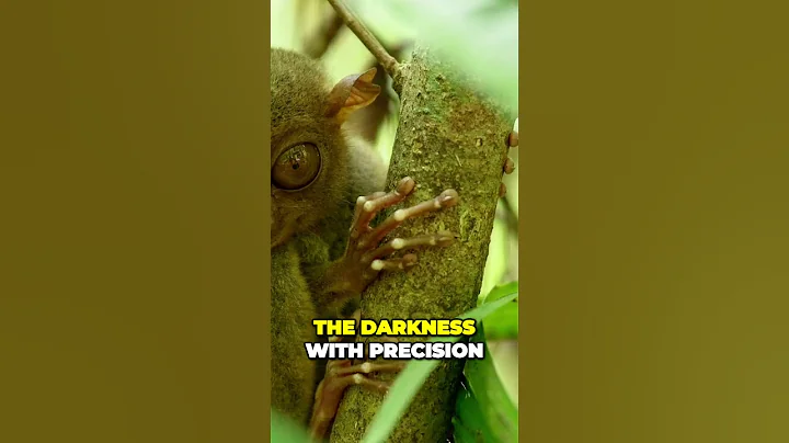 What You Didn't Know About Tarsiers Until Now! | Divine Designs