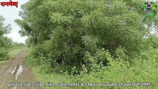 रनमव Ranmeva