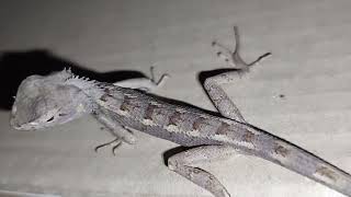 Brown Coloured Indian Garden Lizard (Calotes versicolor) Closeup Video