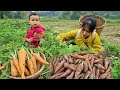 Harvesting carrots  selling looking for a truck to transport sand to build a house  daily freedom