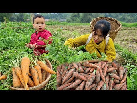 Harvesting carrots 🥕 Selling, Looking for a truck to transport sand to build a house 