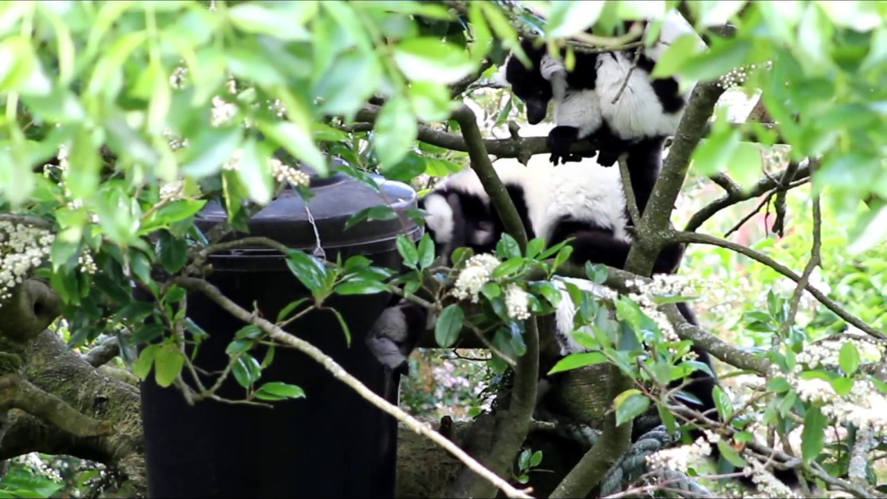 Two critically endangered Black and White Ruffed lemur babies born