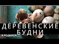 ВЛОГ. ДЕРЕВЕНСКИЕ БУДНИ. ЖИЗНЬ НА СВОЕЙ ЗЕМЛЕ.ОТКУДА ЯЙЦА. ЗЕЛЕНЫЙ ВИНОГРАД.