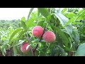 Персик от посева косточки до урожая. Видеокурс.
