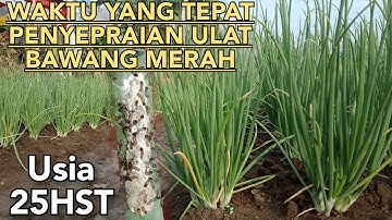 update penyemprotan ulat grayak tanaman bawang merah yang membandel