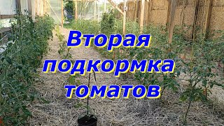 Вторая подкормка томатов. Какими удобрениями можно подкормить ?