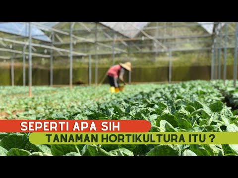Video: Apakah hortikultur dalam perkataan mudah?