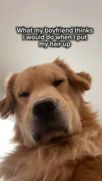 what-does-my-dog-think-when-i-put-my-hair-straight-shorts-dog-dogs