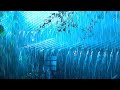 Goodbye Insomnia With Heavy RAIN Sound | Rain Sounds On Old Roof In Foggy Forest At Night,Meditation