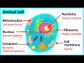 Learn all about animal cells in 3 minutes    easy science