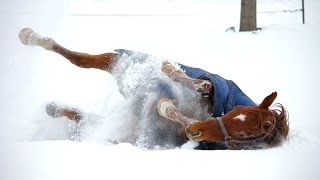 Horses Just Horsing Around In Snow - Super Funny