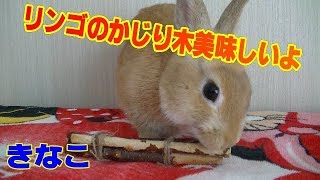 リンゴのかじり木美味しいよ～　【うさぎのきなこ】