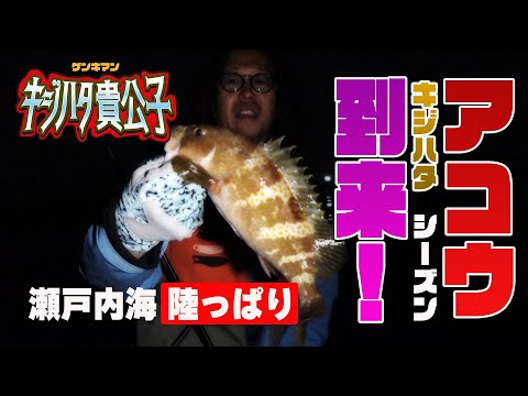 キジハタシーズン 今年も開幕 おかっぱりでのアコウ釣り 地球遊び167 Youtube