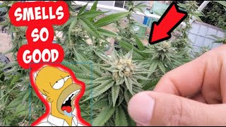 Cannabis Garden Tour - Everything's Flowering