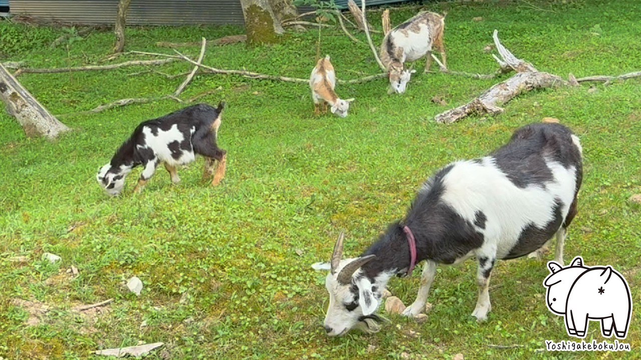 【葛藤】草食べたいVS雨濡れたくない！☔️🐐 除草仕事を終えたトカラヤギ姉妹と仲間たち　2025年6月22日　吉がけ牧場　#goat