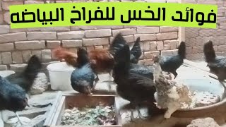 فوائد الخس للفراخ البلدى البياض من بدائل العلف للفراخ البياضة هو الخس وورق الخس لزيادة إنتاج البيض