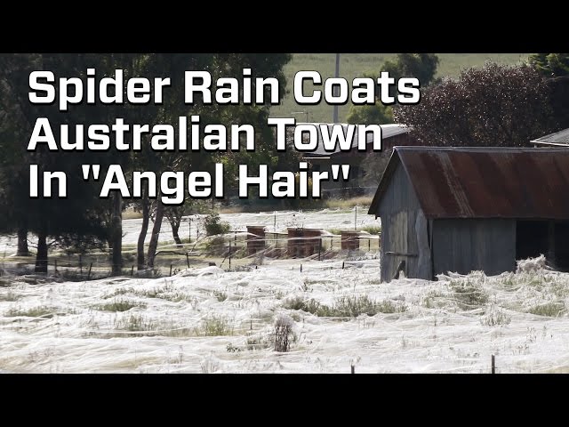 Spiders rain down on Australian town 