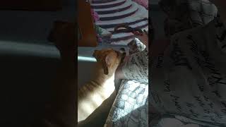 The dog is fooling around #cute #dog #american #viral #funny