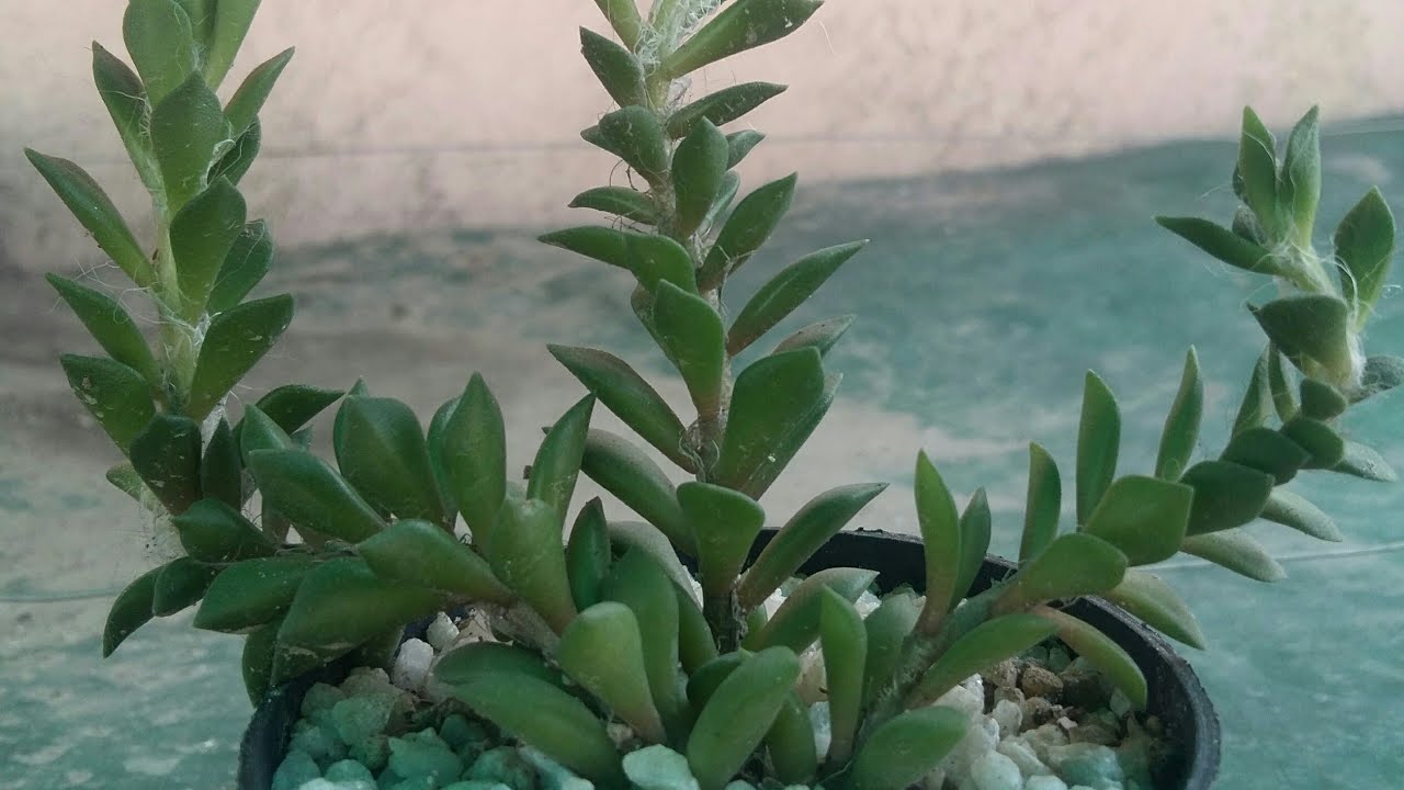 Anacampseros telephiastrum succulent plant propagation, cactus and