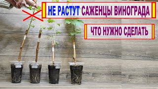 🍇 Не растут САЖЕНЦЫ ВИНОГРАДА. Не МУДРИТЕ с ЭТОЙ ПРИЩИПКОЙ!  Самое ГЛАВНОЕ для РОСТА САЖЕНЦЕВ.