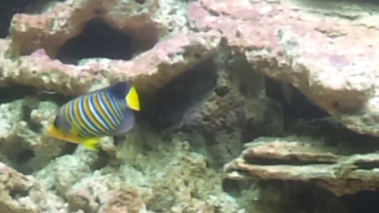 20130428190252my aquarium of today. notice the Regal angel