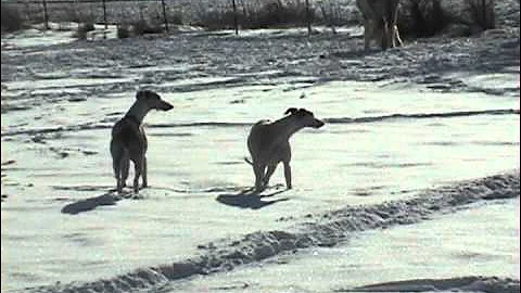 Winter fun with Bella, Kalliope, Juno and the Whippets