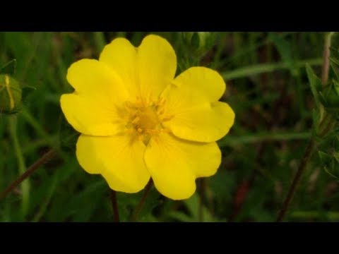 वीडियो: Cinquefoil ब्रिस्टली