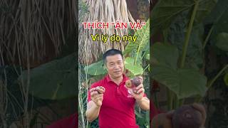 Quả vả – Dân dã mà nhiều giá trị #FIcus_auriculata #quả_vả #Phương_thảo_dược