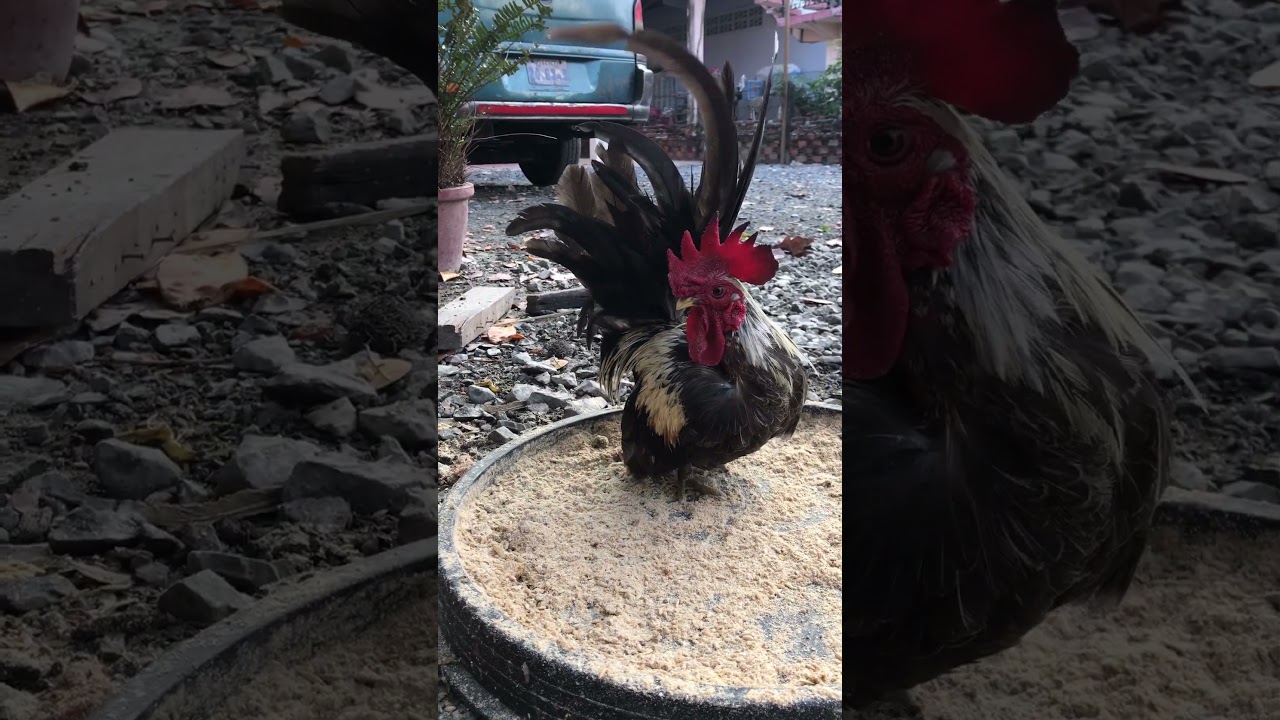 Chicken bantam eating food Shorts