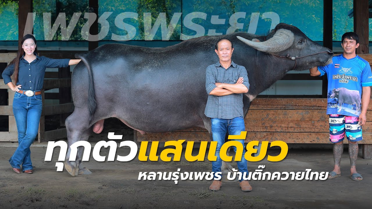 หลานรุ่งเพชร ทุกตัวแสนเดียว ของแท้จากบ้านติ๊กควายไทย ที่ เพชรเจ้าพระยาฟาร์ม จ.ชัยนาท 089 708 0468