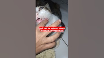 Kucing Belang Ada Tumor Lagi Di Mulutnya #shorts #kucing #cat #catvideos #kucinglucu #catlovers
