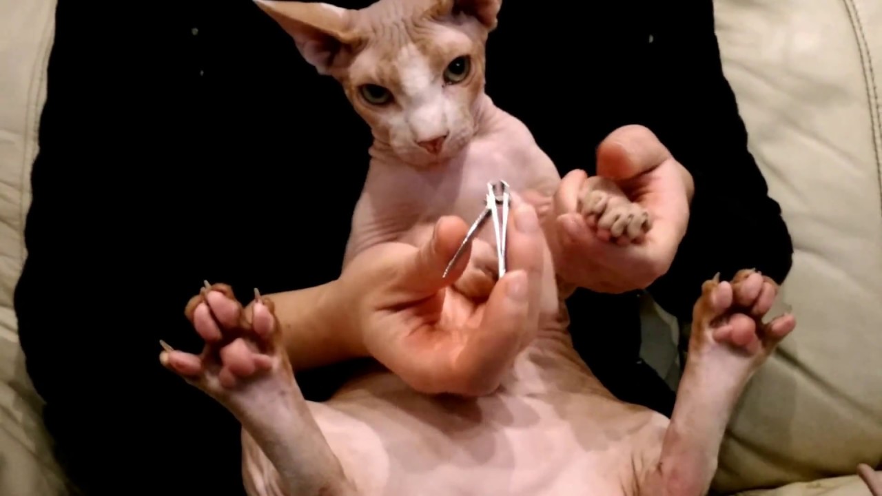Petite manucure pour Minou, chat sphynx