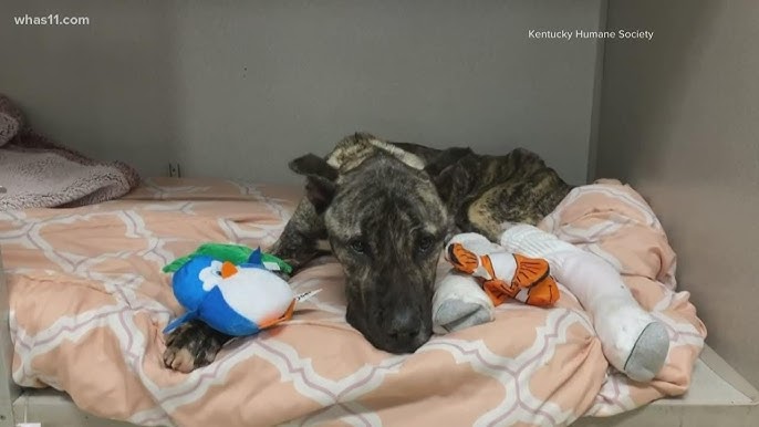 Dog recovering after being dumped in shelter's parking lot - YouTube