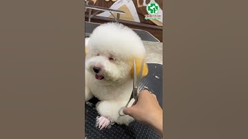 Cắt Tỉa Lông Poodle Trắng Đẹp Chuẩn Spa | Biến Hình Siêu Đáng Yêu Tại THANHXUANPET 🐩🤍