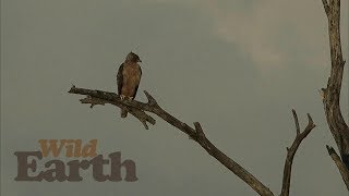 WildEarth - Sunrise Safari - 06 March 2020